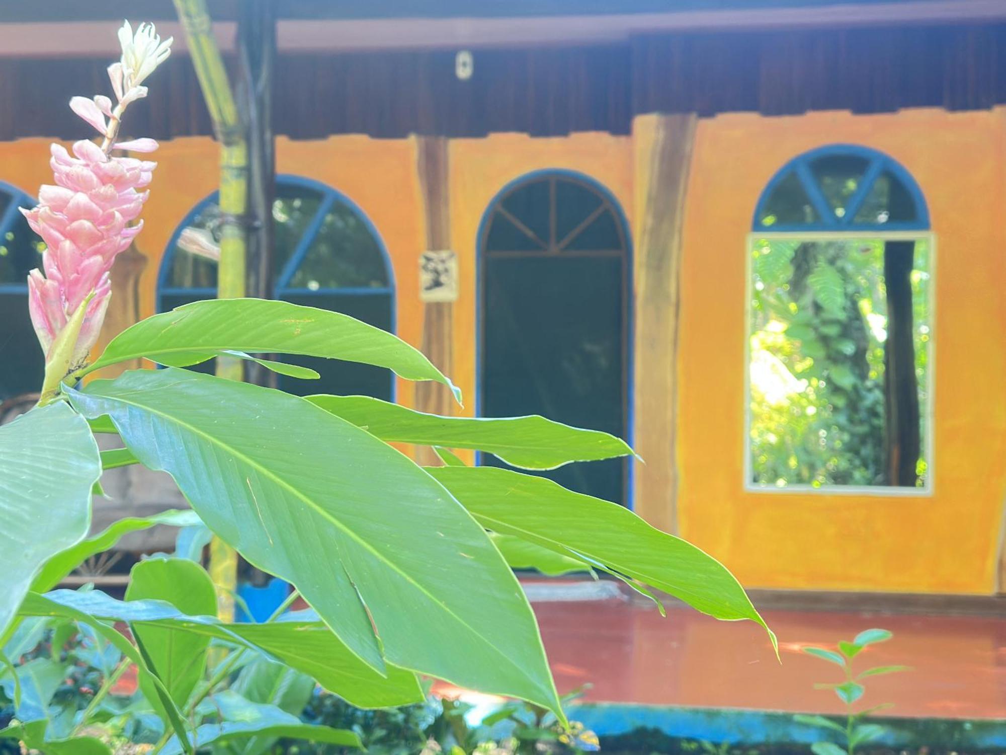 La Palapa Hut Nature Hostel Puerto Jiménez 外观 照片